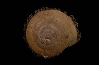 藏品(薄盾蝸牛)的圖片